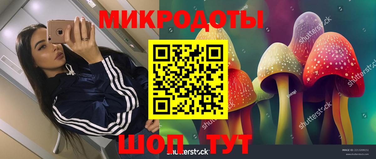 Псилоцибиновые грибы Psilocybe Минусинск